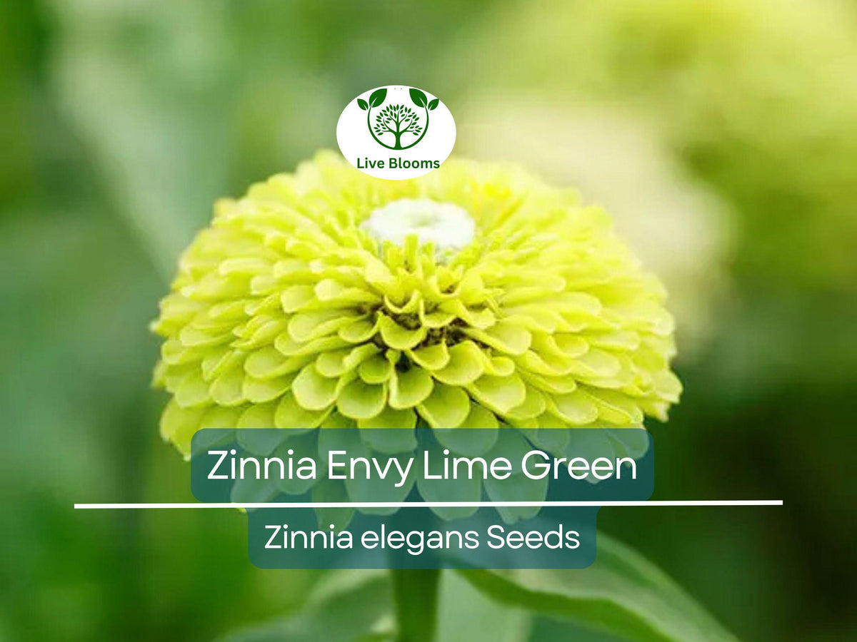 200 Seeds Zinnia Envy Elegans Lime Green Flowers - Non-GMO, Rare, Pollinator-Friendly (Zinnia elegans)