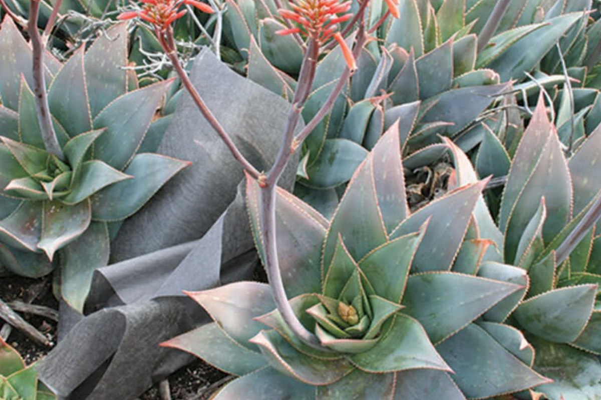 Aloe Striata Seeds - 15 Pack - Unique Succulent - Aloe striata - Easy Care for Home Gardening - Drought Resistant
