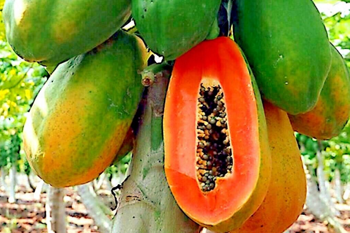 30 PCS Dwarf Hovey Papaya Seeds, Rare Fruit Tree Seeds for Bonsai, Carica L., Ideal for Subtropical Gardening