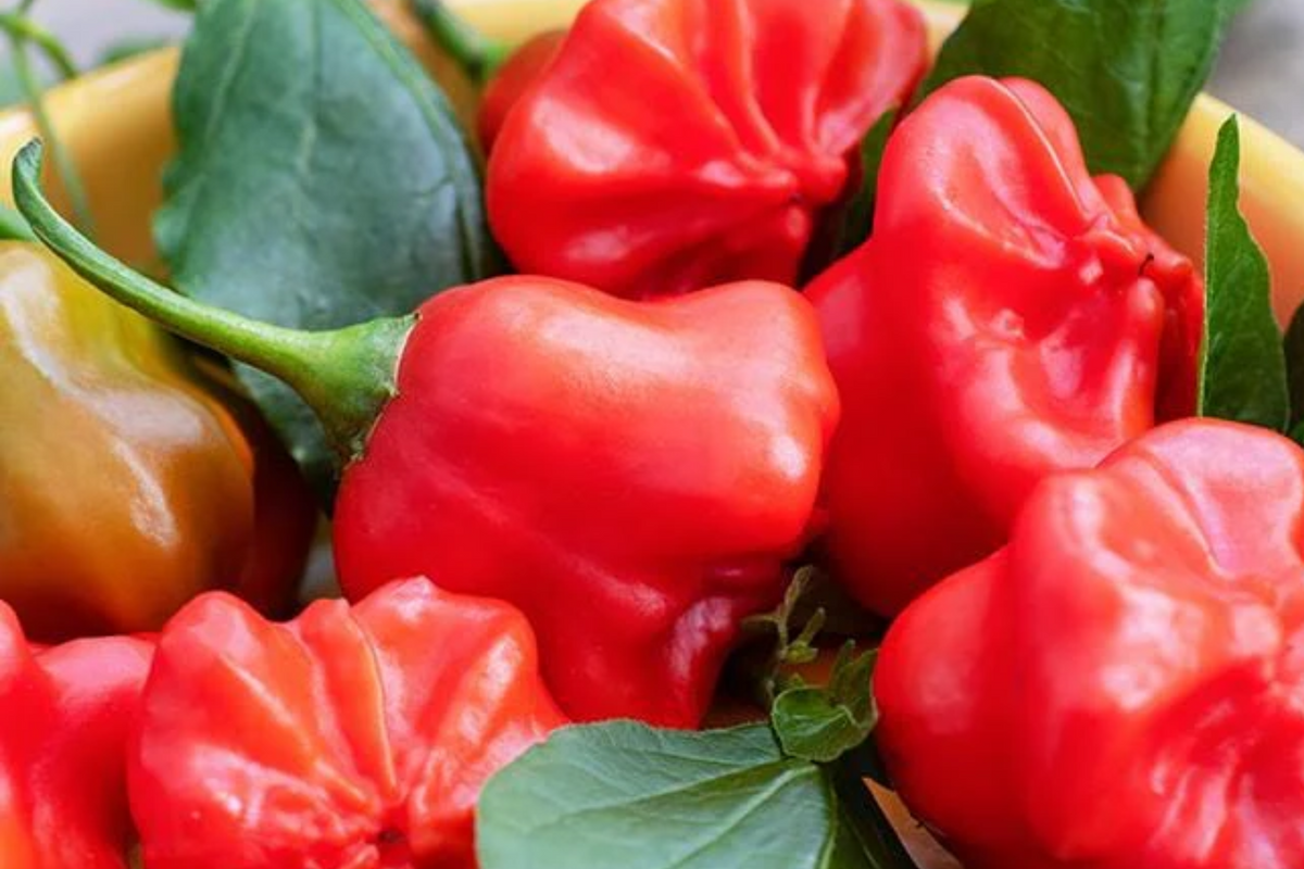 3 Tangy Mad Hatter Pepper Starter Plants - Sweet & Mild Heat - Capsicum baccatum - High Yield for Gardens & Containers