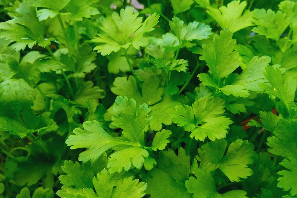 Italian Parsley Seeds | Non-GMO Culinary Herb | Petroselinum crispum | 200 Seeds for Gardening