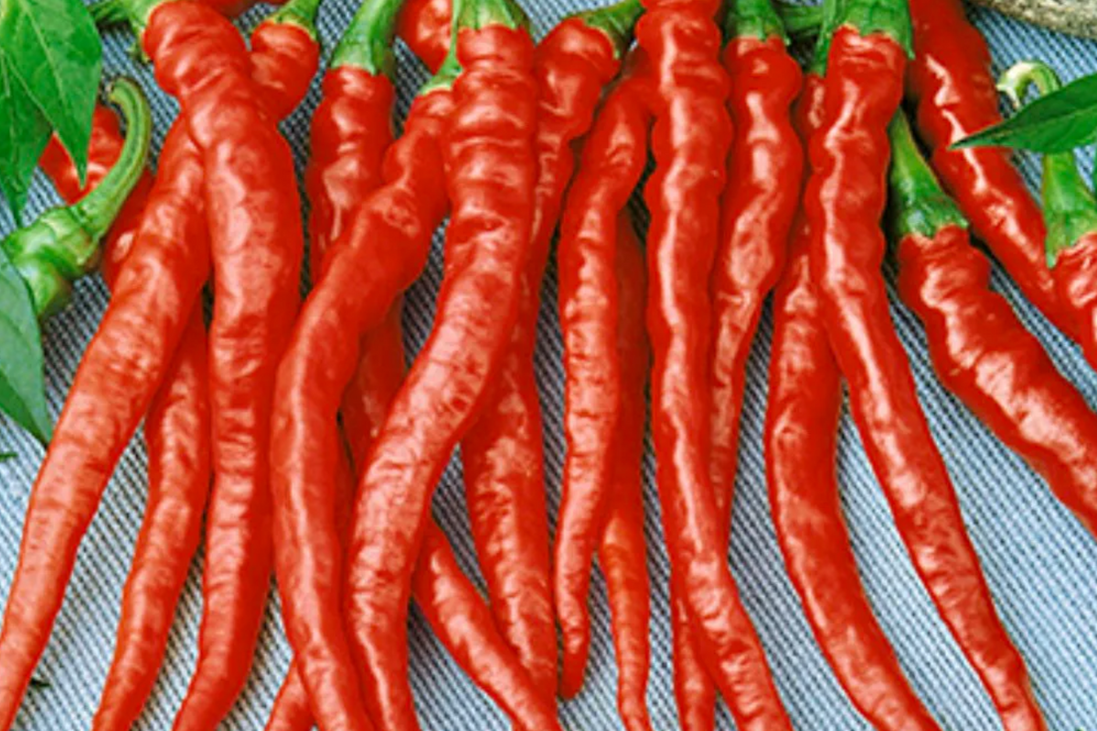 3 Red Dragon Cayenne Pepper Starter Plants - Spicy High Yield Chili - Capsicum annuum - Ideal for Hot Sauce & Cooking
