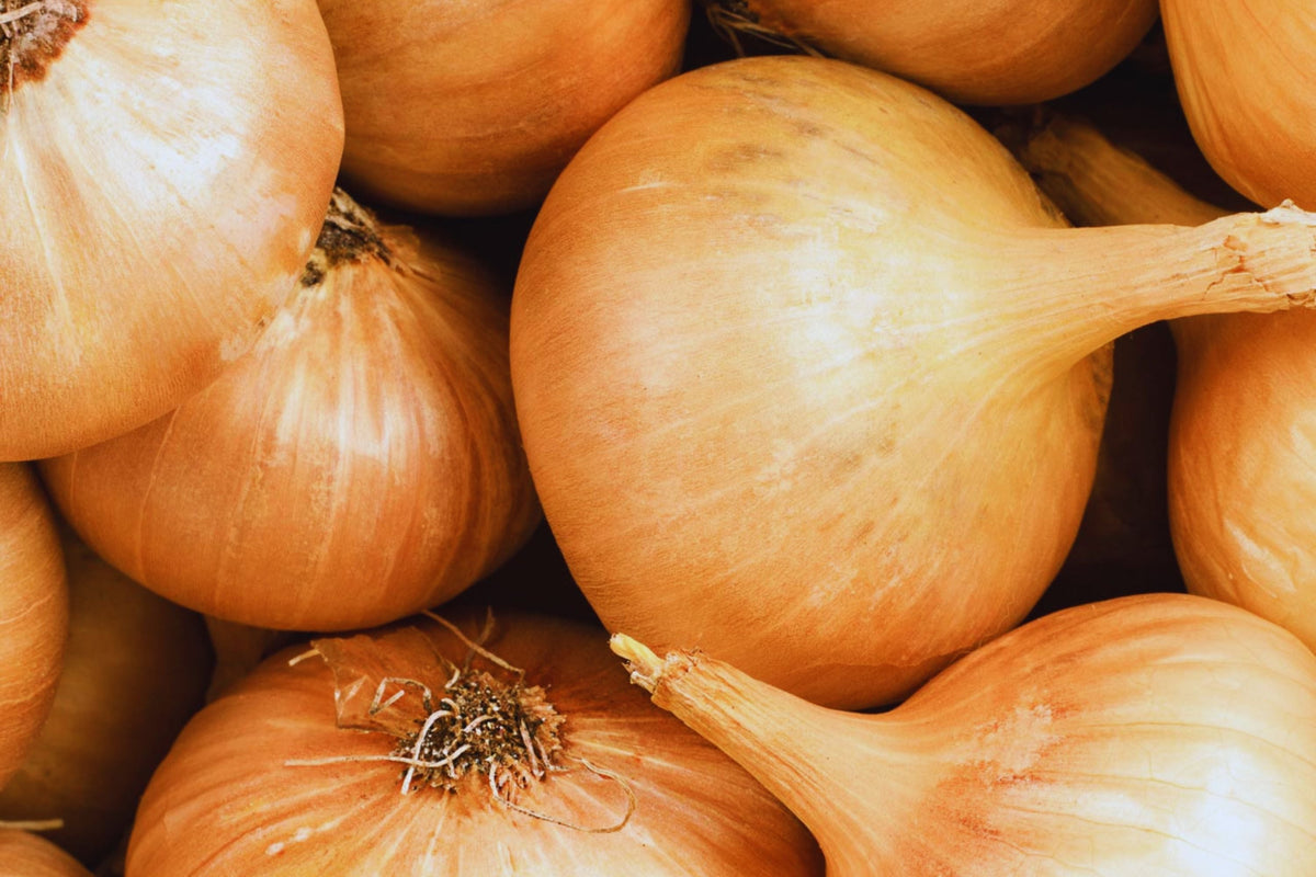 Texas Early Grano Onion Seeds | Non-GMO Heirloom | Allium cepa | Sweet Flavor for Home Gardening