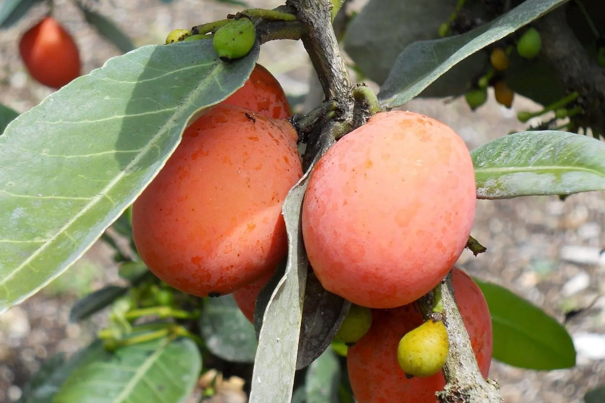 Yellow Mangosteen Starter Plant Seedling - Garcinia xanthochymus - Tropical Fruit Tree for Garden - Sweet & Tangy Fruit