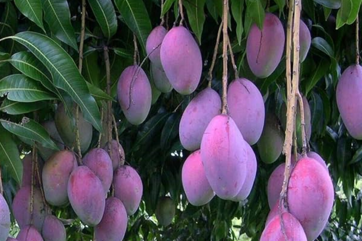 Palmer Mango Seedling 1-2 ft - Tropical Sweet Fruit Live Plant - Mangifera Indica - Ideal for Warm Climates