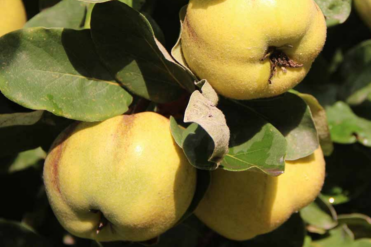 Quince Cuttings 4-Pack | Aromatic 'Aromatnaya' | Pineapple Flavor | Cydonia oblonga | Self-Fertile, Disease-Resistant