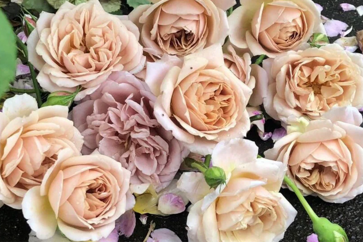 Tantau Highgarden Rose Cuttings | 3 Unrooted Fragrant Heirloom Rose Cuttings | Live Plant for Garden | Rosa spp.