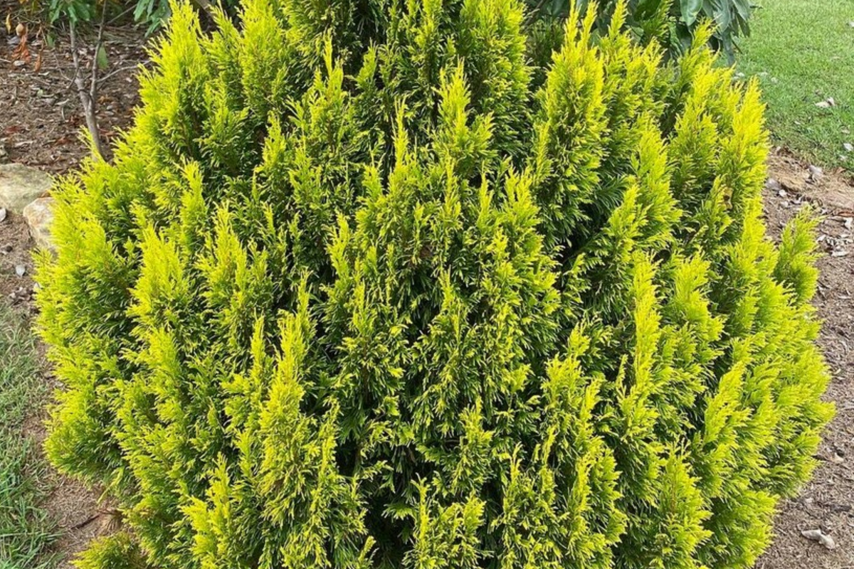 Golden Thuja Arborvitae Seedling | 8-14" Live Evergreen Shrub in Quart Pot | Thuja plicata | Privacy Hedge for Zones 4-7