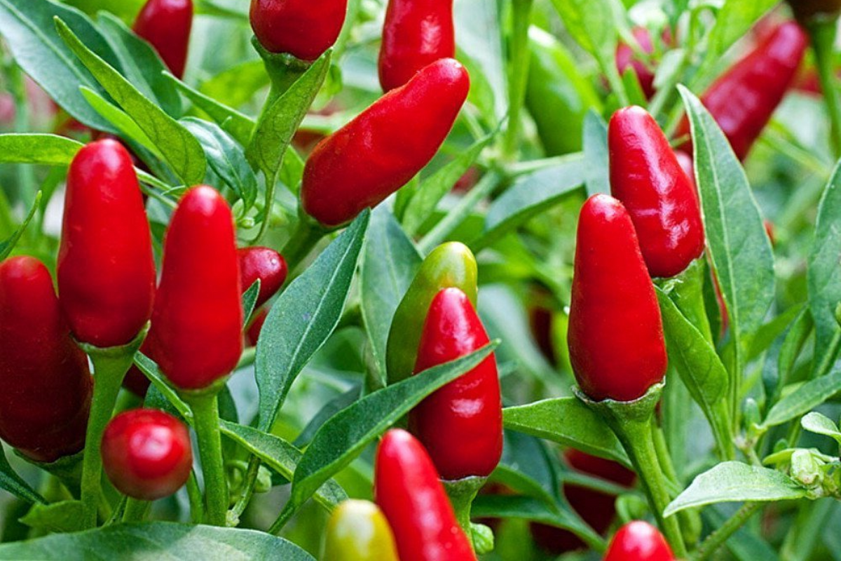 250mg Hot Chile Pequin Pepper Seeds | Heirloom Compact Plant | Spicy Flavorful Peppers for Salsas | Capsicum annuum