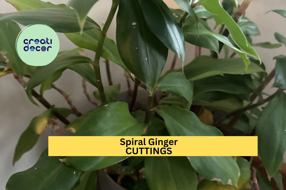 Christmas Cactus Starter Plant - Miss Shimano - Schlumbergera Truncata - Well-Rooted Indoor Cactus for Holiday Decor