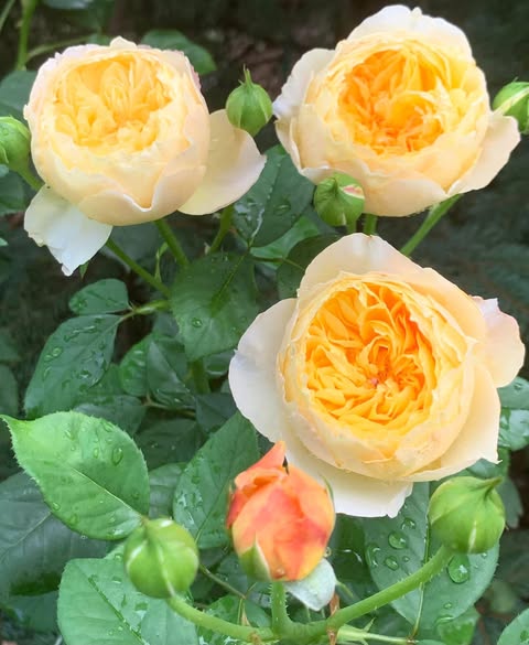 Rare Pink Shrub Rose Cuttings (3) - Rosa 'Chirp' - Unrooted for Rooting or Grafting - Hardy Garden Plant