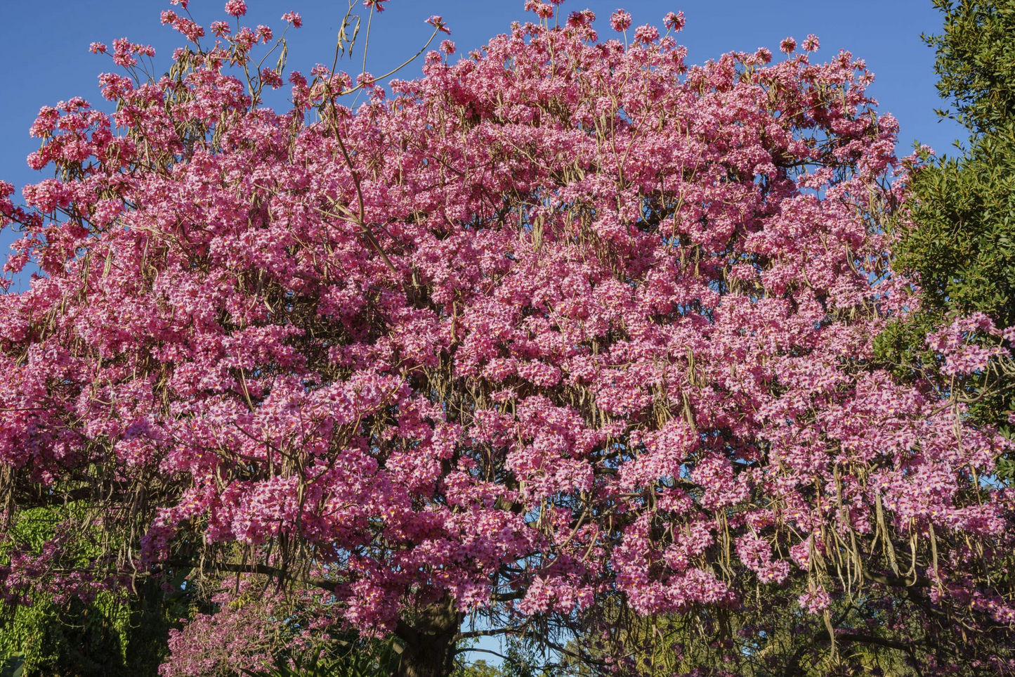 Pink Trumpet Tree Live Tabebuia Heterophylla 8β-12β | Vibrant Flowering Ornamental Tree | Tropical Shade Tree Starter | Fast Growing