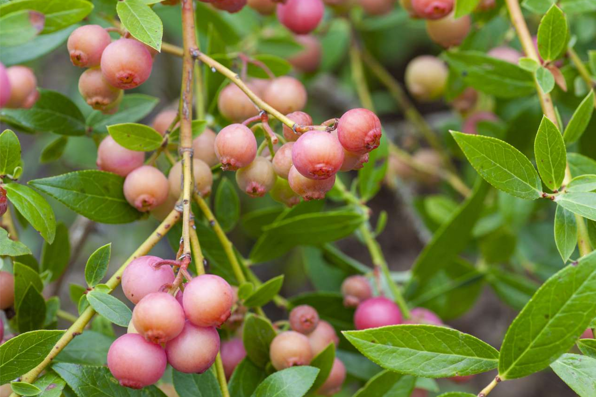 Pink Lemonade Blueberry Bush Seedling | Vibrant Pink Berries | Easy to Grow | Vaccinium ‘Pink Lemonade’ | Edible Fruit Plant