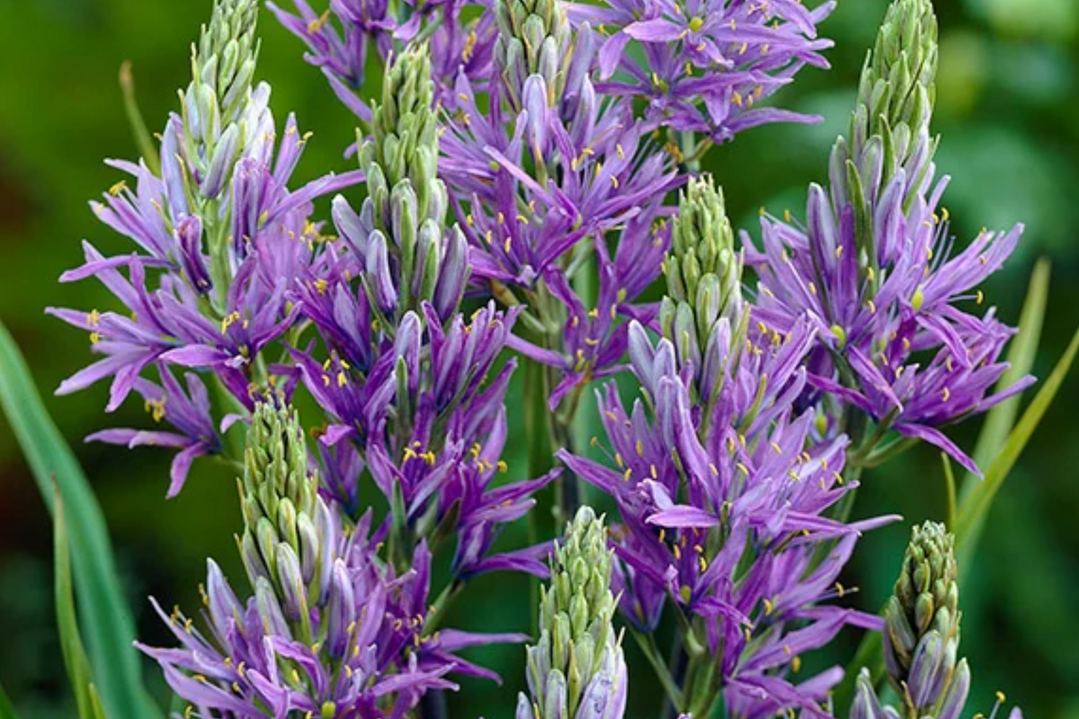 Camassia Quamash Bulbs - 5 Live Deer-Resistant Bulbs, Lavender-Blue Blooms, Easy to Grow, Indian Hyacinth