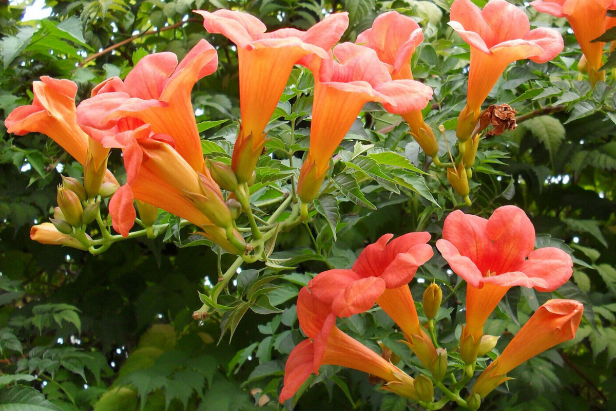 Trumpet Creeper Vine Seeds - 100+ Campsis Radicans - Fast Growing, Orange-Red Flowers - Perennial for Hummingbirds and Butterflies