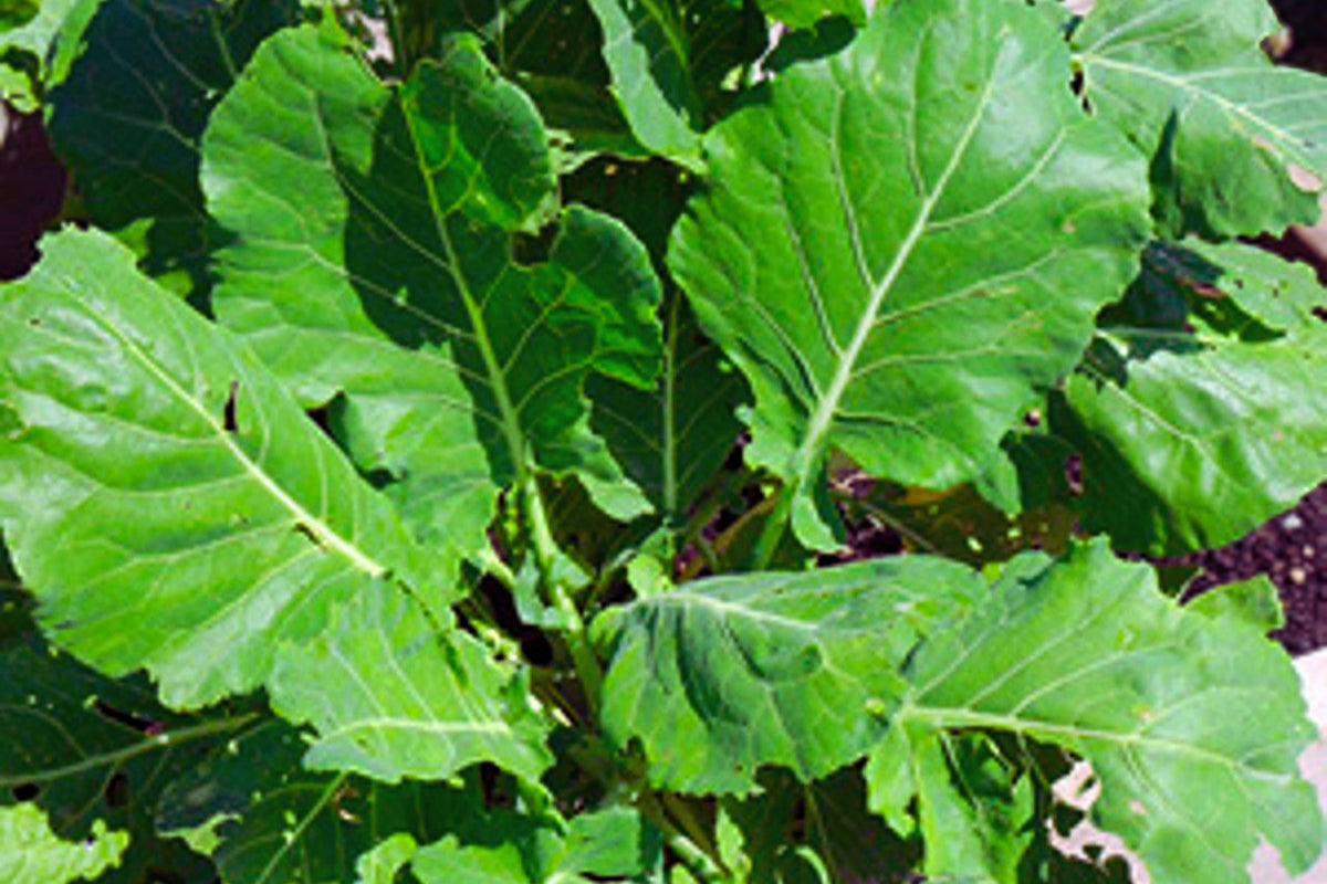 Morris Heading Collards Green Seeds Pack | Non-GMO Vegetable Garden Seeds | Brassica oleracea var. viridis