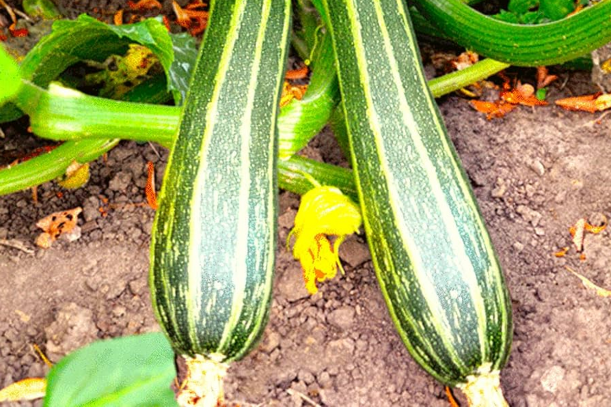 50 Cocozelle Zucchini Seeds - Heirloom Italian Summer Squash, Non-GMO, High-Yield, Cucurbita pepo, Easy to Grow