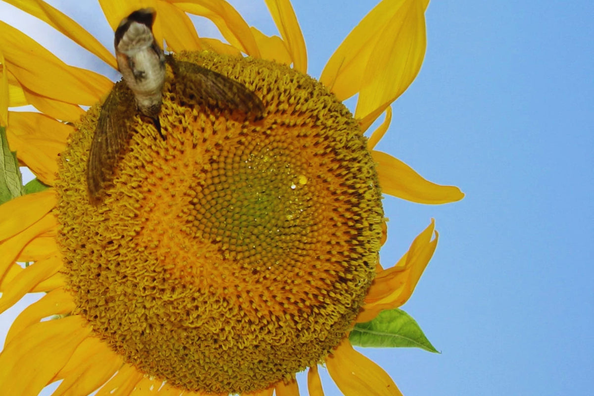 Black Oil Sunflower Seeds Packet | Non-GMO | Attract Pollinators | Helianthus annuus | Garden Flowers
