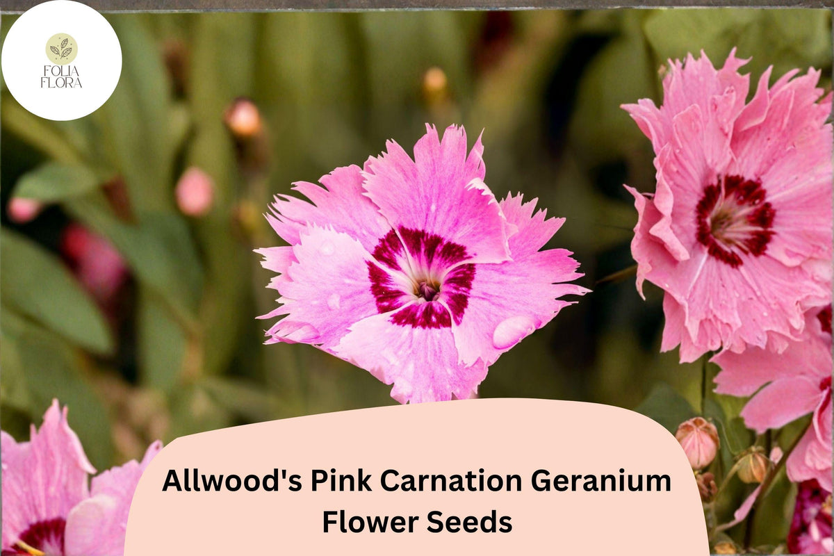 Christmas Cactus Starter Plant - Miss Shimano - Schlumbergera Truncata - Well-Rooted Indoor Cactus for Holiday Decor