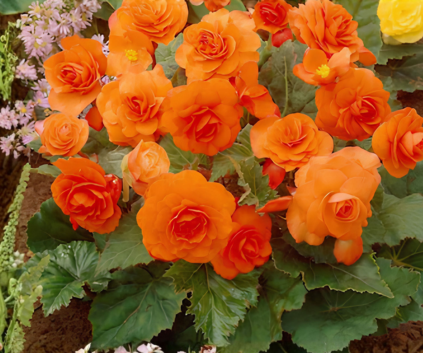 Tangy Twist Begonia Seeds - Non-GMO Flower Seeds, 45 or 125 Count, Begonia x tuberhybrida