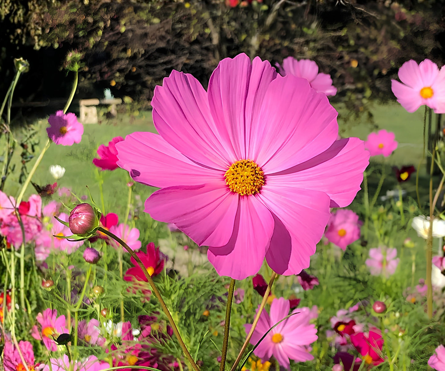 Cosmos Seeds - 35+ Bulk Flower Seeds, Annual Flower Variety, Colorful Blooms, Cosmos bipinnatus