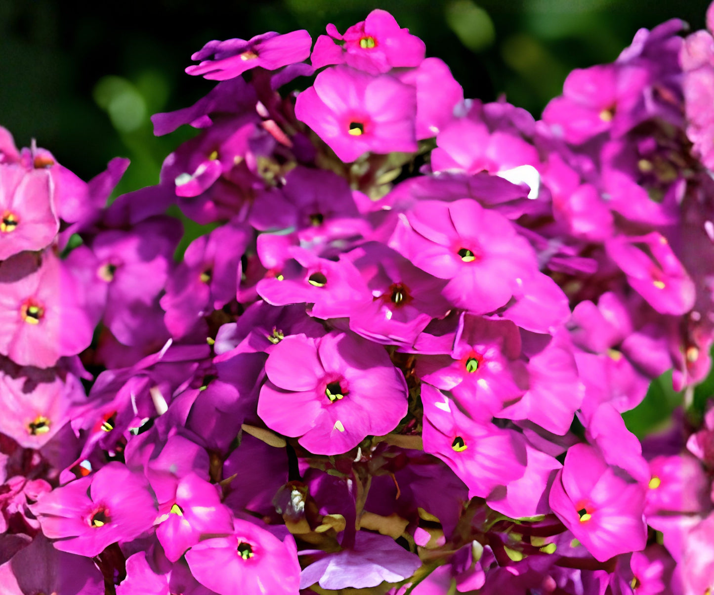 Phlox Seeds - 125 Seeds - Bungaa Variety - Annual Garden Flower Seeds - Phlox paniculata