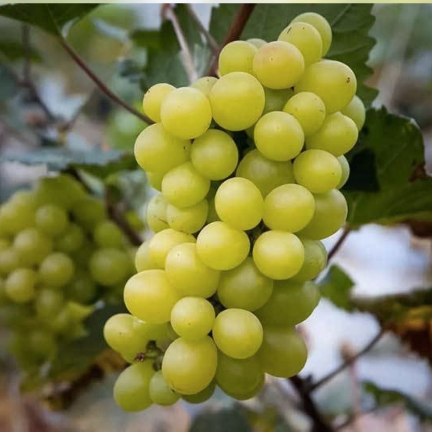 Cotton Candy Grape Cuttings - 5 Rare Rooting or Grafting Cuttings - Vitis vinifera