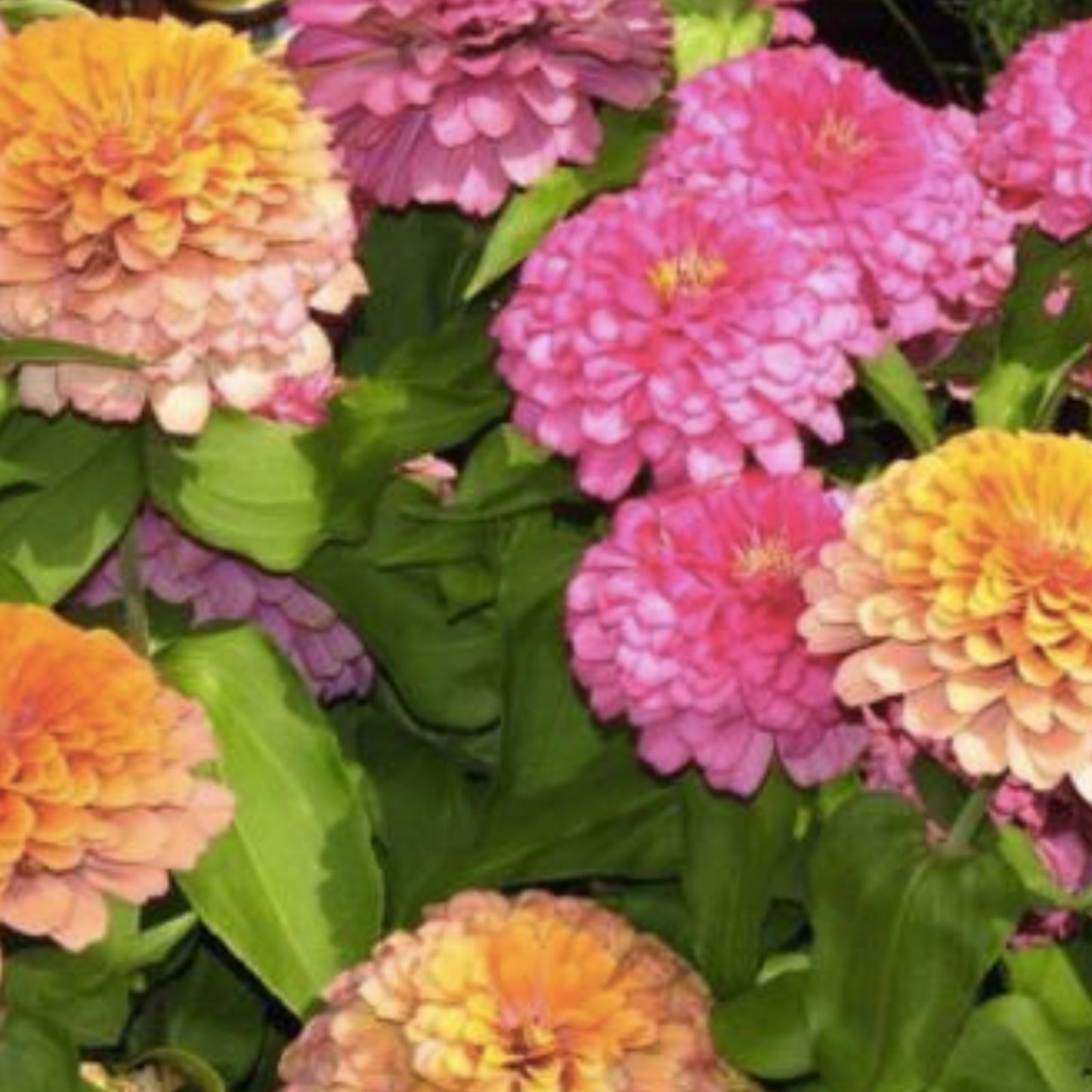 Zinnia Seeds Mix - 100+ Meteor Shower Variety - Ideal for Garden Planting - USA Grown