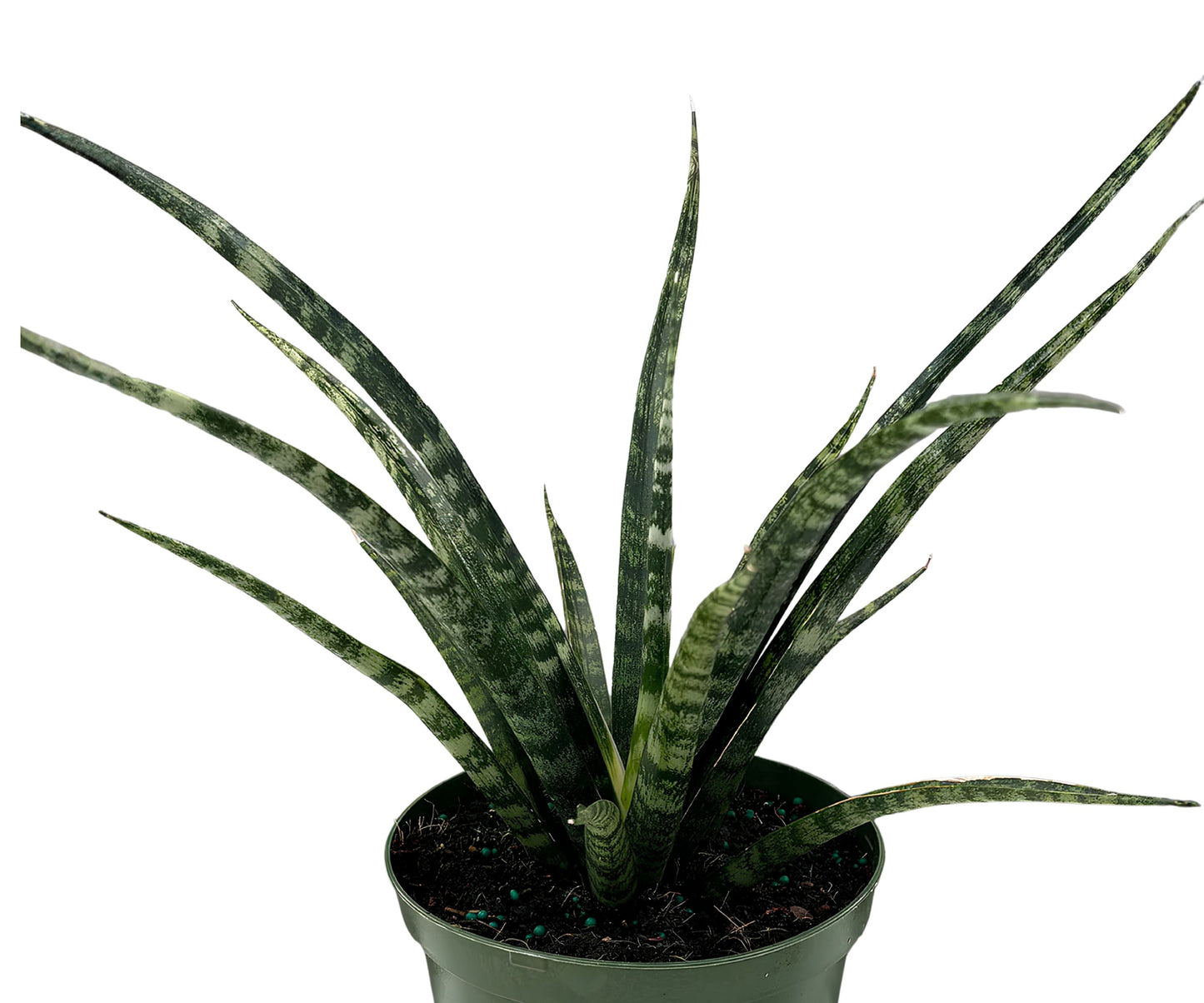 Fernwood Snake Plant Cuttings - 3 Unrooted Clippings - Sansevieria for Indoor Gardening & Home Decor
