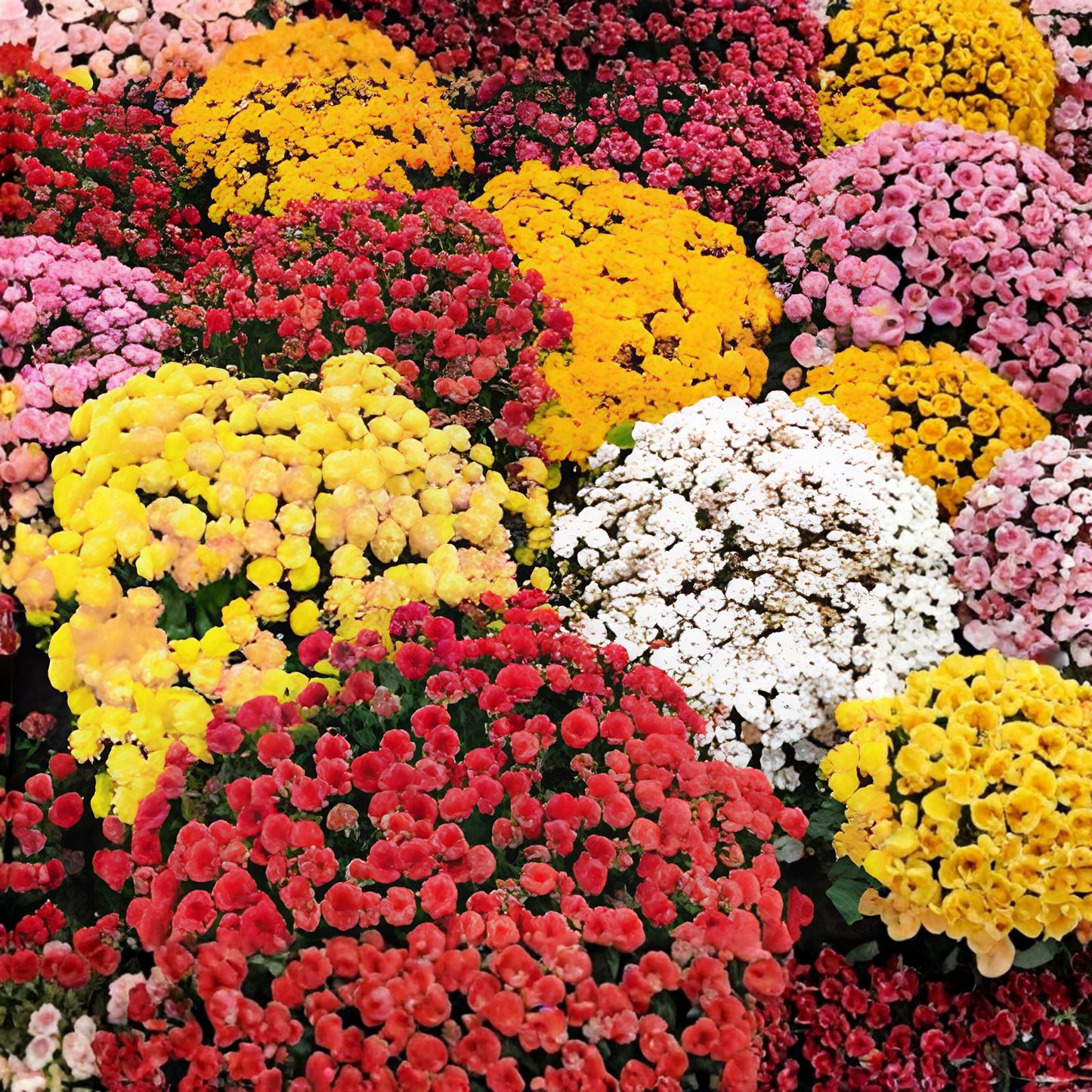 Easter Mix Mum Seeds - 200+ Chrysanthemum Flower Seeds, Annual Mum Variety, Colorful Blooms for Garden