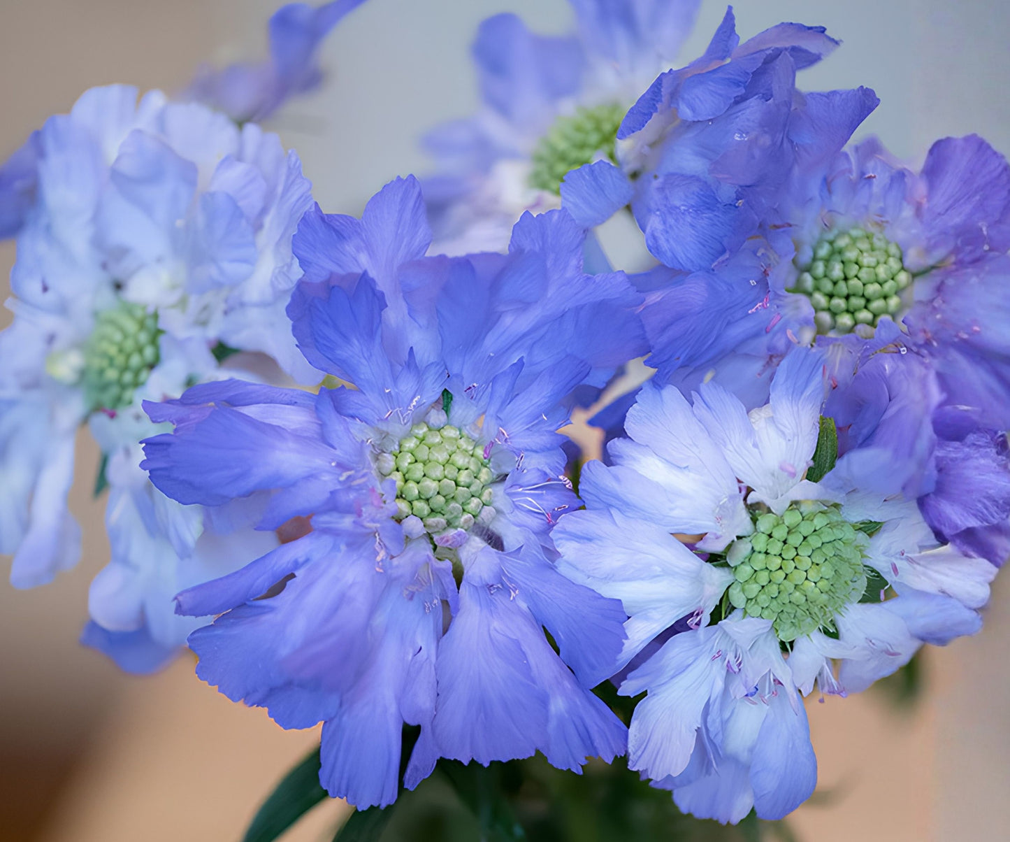 Deep Blue Scabiosa Seeds - 75+ Annual Flower Seeds, Scabiosa columbaria, Blue Flower Variety for Gardens