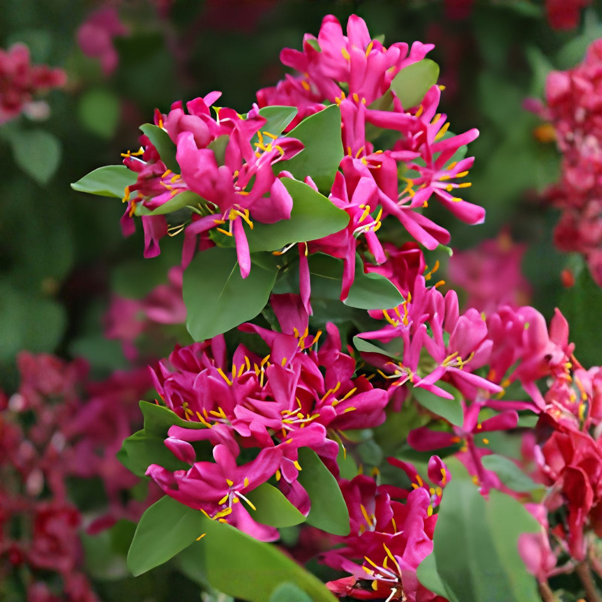 Arnold Red Tatarian Honeysuckle Shrub Seeds, Lonicera tatarica Arnold Red, Perennial Garden Plant