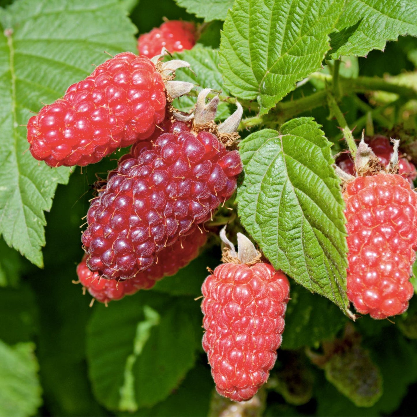 Tayberry Plants - Rooted in Soil - Sweet Raspberry Blackberry Cross - Rubus fruticosus × Rubus idaeus