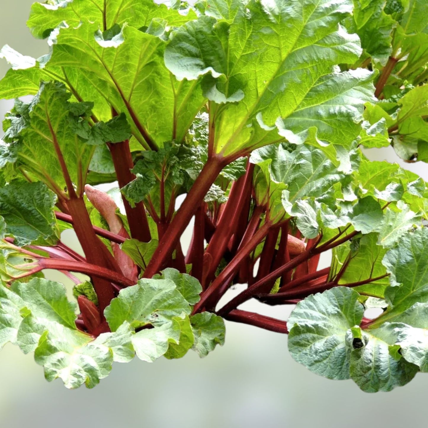 Organic Rhubarb Plants - Victoria Variety, 2 Crowns per Order, Freshly Dug, Non-GMO