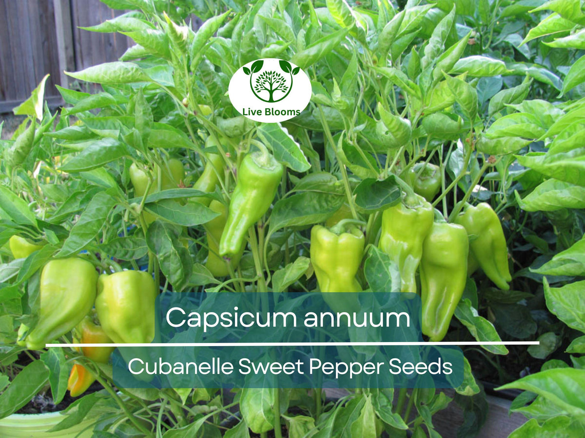 250 mg Cubanelle Sweet Pepper Seeds - Capsicum annuum - Heirloom Variety for Gardening & Culinary Use