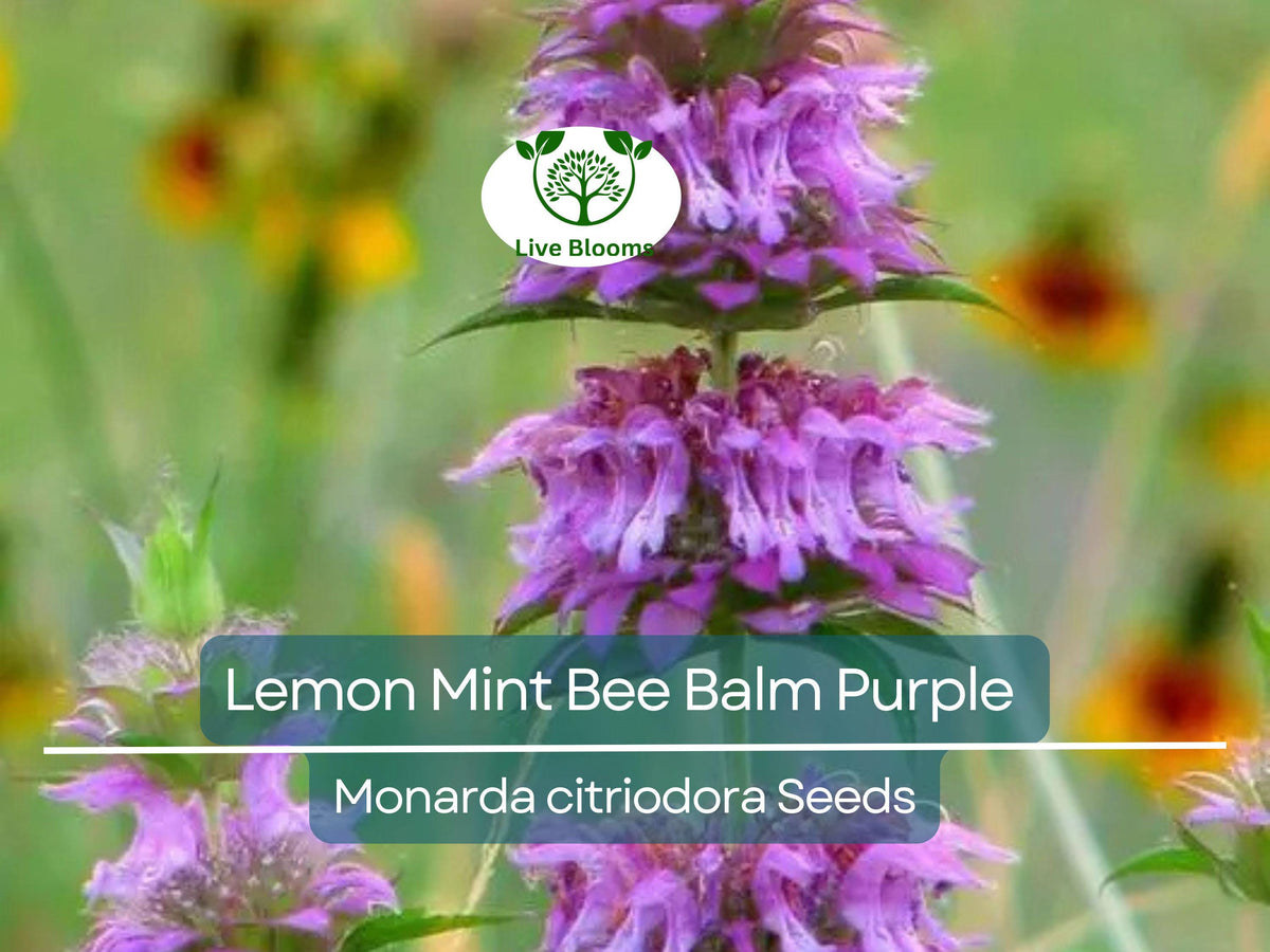 500 Lemon Mint Bee Balm Seeds | Monarda citriodora | Purple Heirloom Flower | Non-GMO Pollinator Magnet | Edible Herb