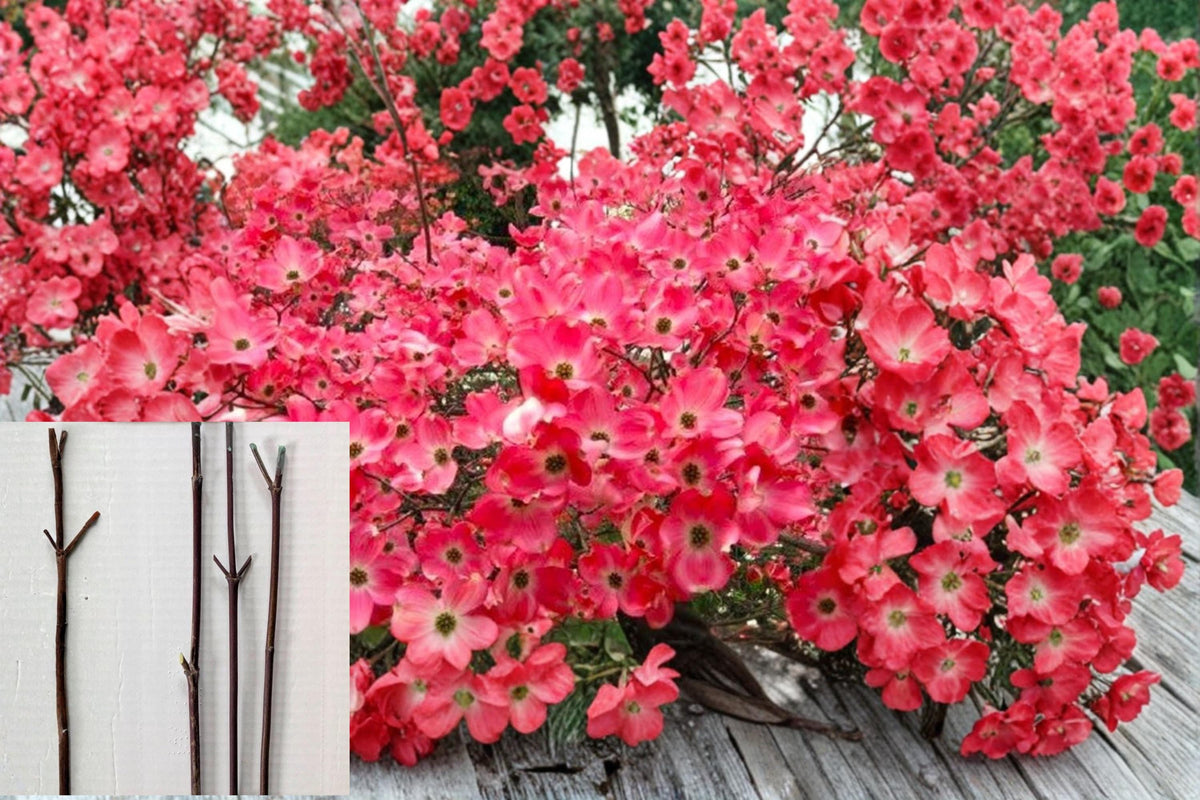 Christmas Cactus Starter Plant - Miss Shimano - Schlumbergera Truncata - Well-Rooted Indoor Cactus for Holiday Decor