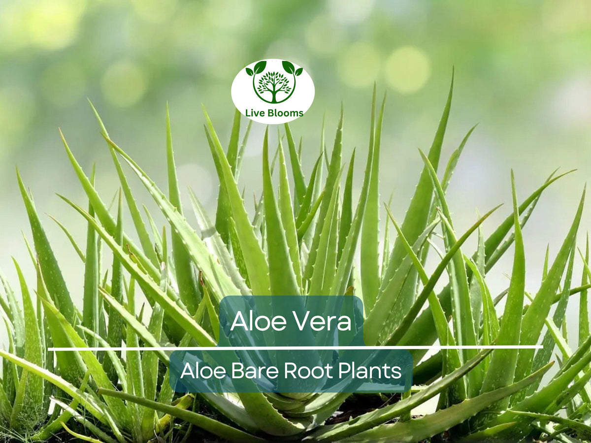 Japanese Stone Oak Tree Seeds - 5 Seeds - Lithocarpus edulis - Hardy Tree with Unique Foliage for Planting