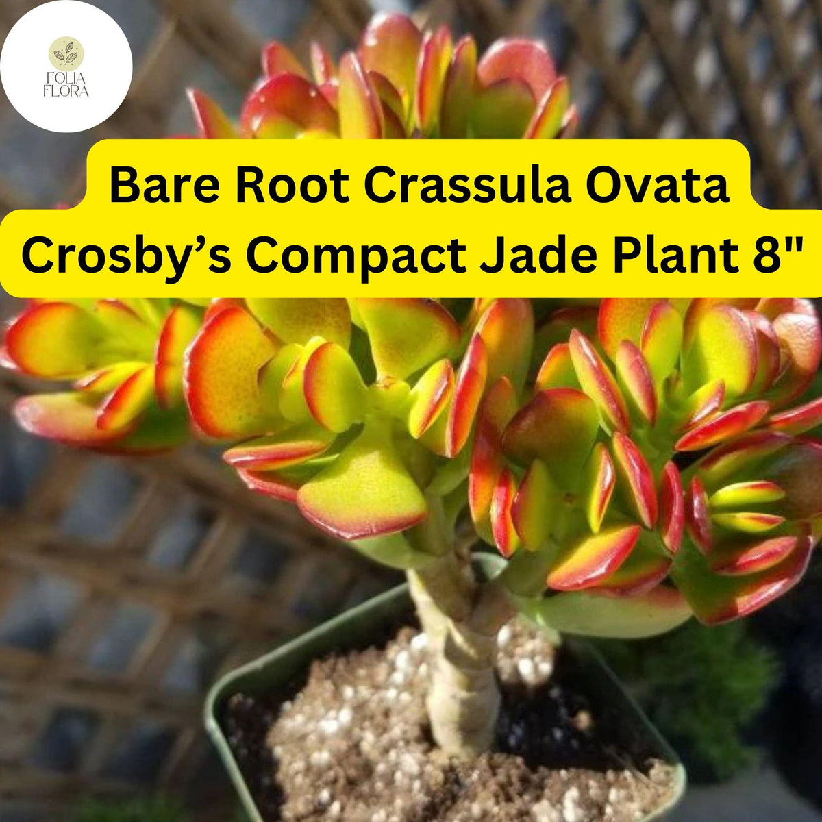 Christmas Cactus Starter Plant - Miss Shimano - Schlumbergera Truncata - Well-Rooted Indoor Cactus for Holiday Decor