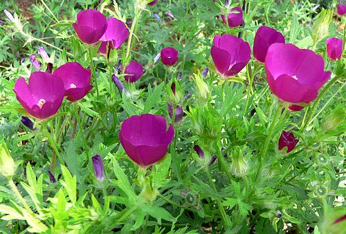 Purple Poppy Mallow Seeds (15) - Callirhoe involucrata - Native Wildflower, Drought-Tolerant, Low-Maintenance Garden Plant
