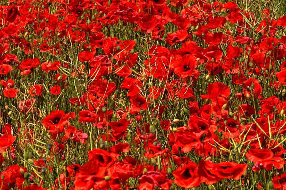 3000 Red Corn Poppy Seeds - Papaver Rhoeas - Bright Red Blooms - Self-Sowing Annual Flower Seeds for Garden
