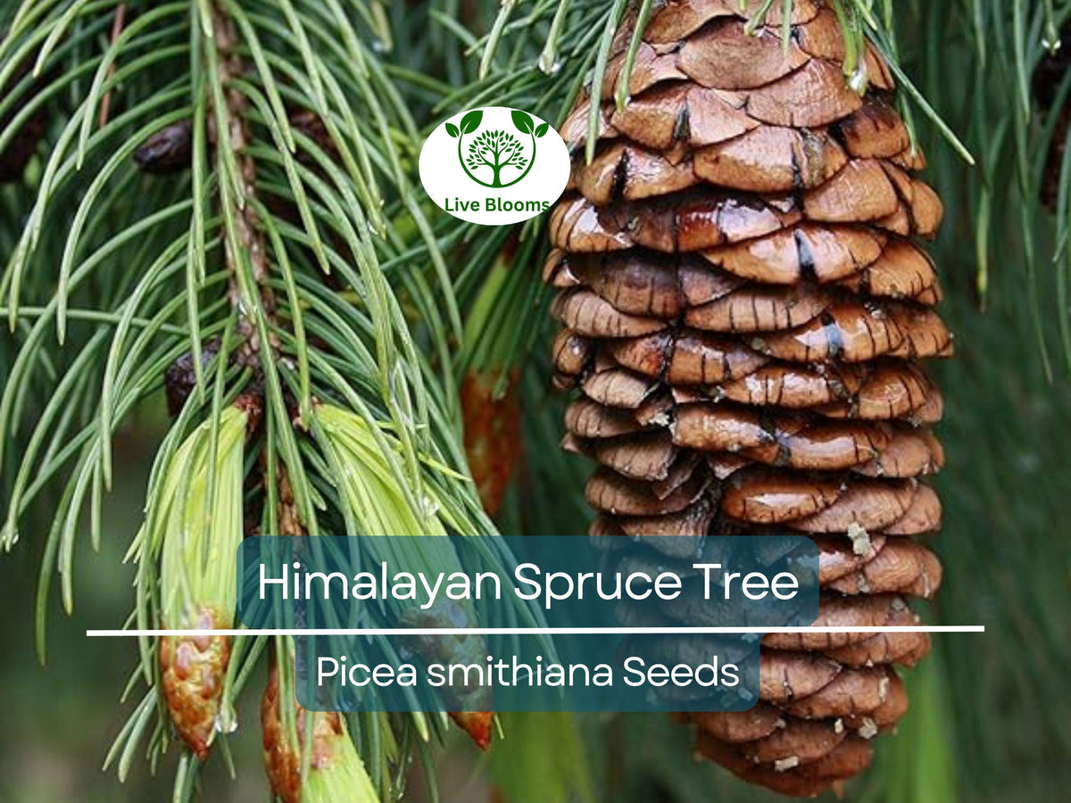 20 Himalayan Spruce Tree Seeds | Picea smithiana | Fast-Growing Evergreen | Hardy Giant Conifer for Large Gardens