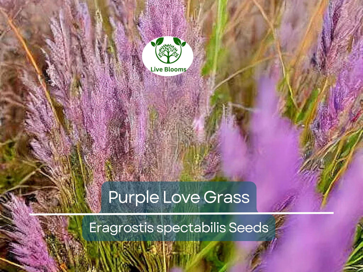 500 Purple Love Grass Seeds | Ornamental Eragrostis spectabilis | Hardy Drought-Tolerant Grass for Vibrant Gardens