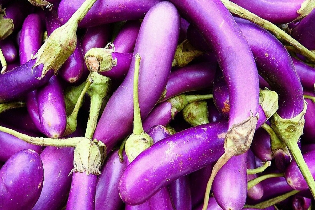 50 Long Purple Eggplant Seeds - Heirloom, Non-GMO, High Yield - Solanum melongena - Perfect for Slicing & Grilling