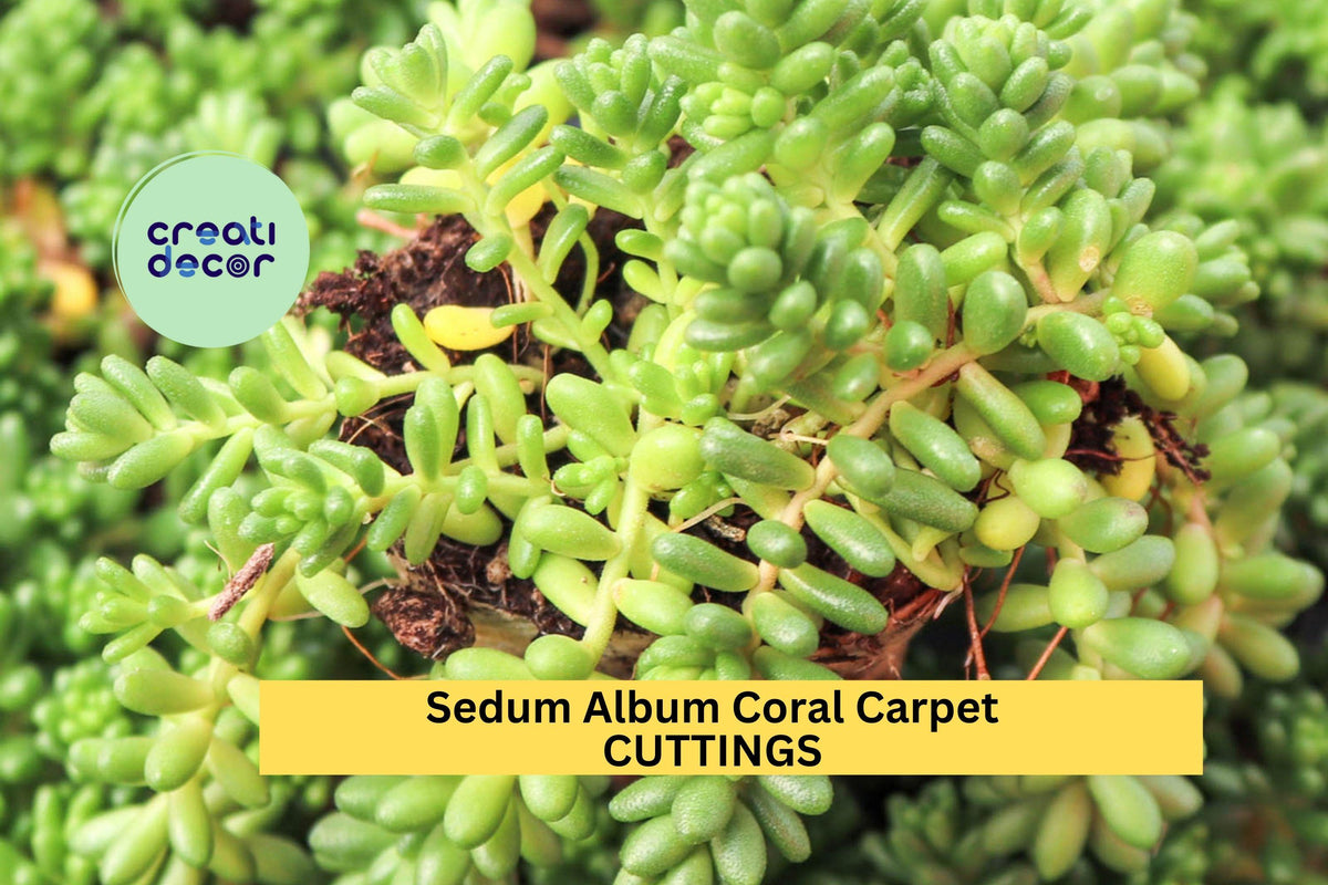 Christmas Cactus Starter Plant - Miss Shimano - Schlumbergera Truncata - Well-Rooted Indoor Cactus for Holiday Decor