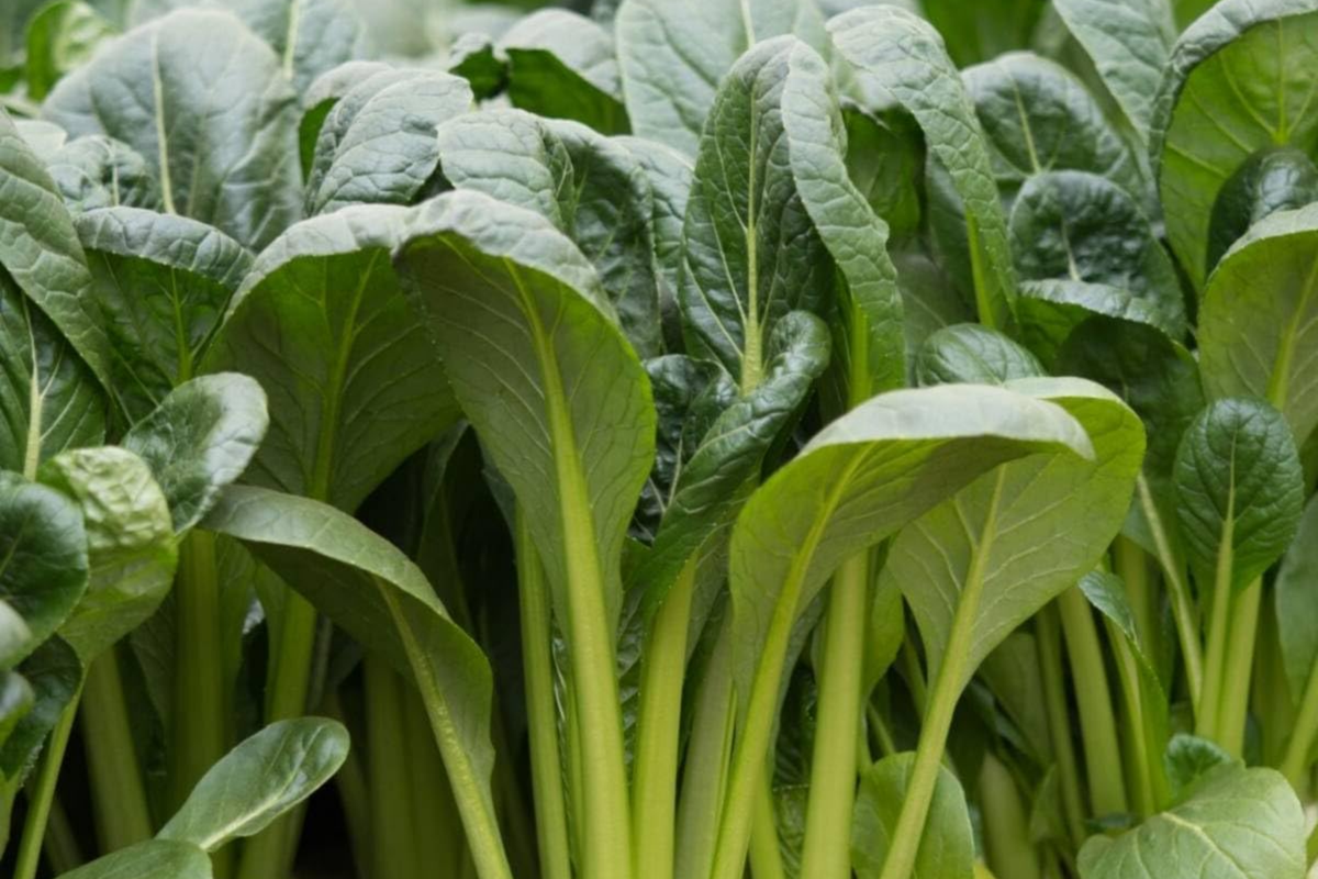 4000 Komatsuna Seeds - Non-GMO Japanese Mustard Spinach, High in Vitamins A & C, Brassica rapa var. perviridis