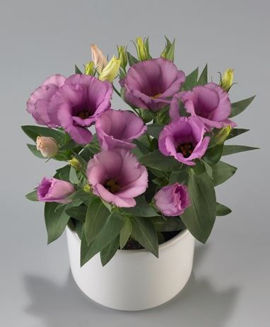 Lisianthus Live Plant 2–5” Lilac Shade Eustoma grandiflorum - Perennial Flower for Zones 8–10 - Elegant Cut Flower