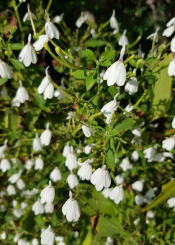White Crane Flower (Rhinacanthus Nasutus)