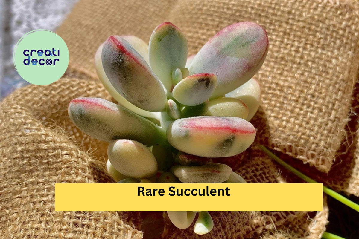 Christmas Cactus Starter Plant - Miss Shimano - Schlumbergera Truncata - Well-Rooted Indoor Cactus for Holiday Decor