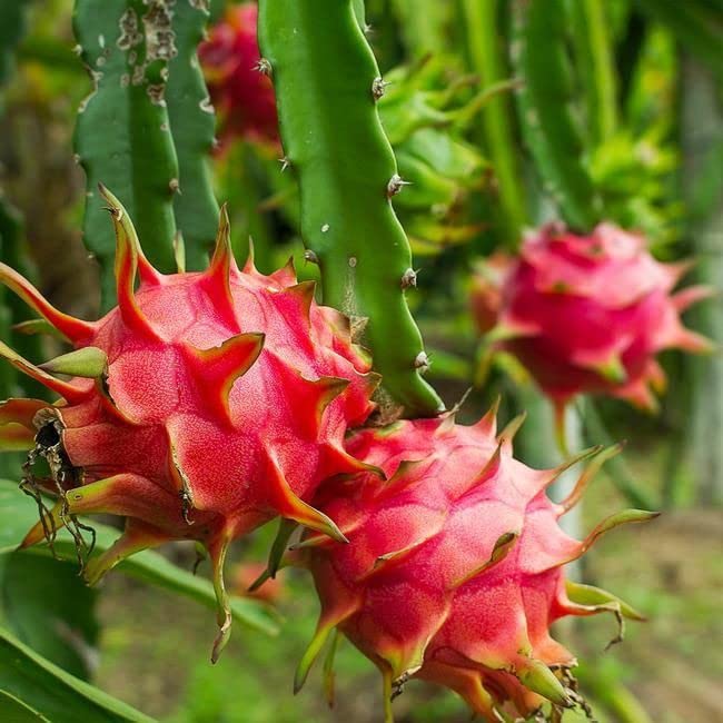 3 Unrooted Cuttings American Beauty Dragon Fruit Magenta Flesh Hylocereus Guatemalensis Self-Pollinating 8ā10ā